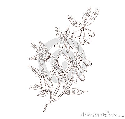 Vintage botanical drawing of honeysuckle branch with leaves and berries. Outlined engraving of Lonicera plant with Vector Illustration