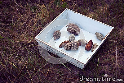 Vintage box of pine cones in winter forest Stock Photo