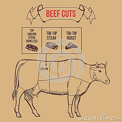 Vintage butcher cuts of beef scheme vector Vector Illustration