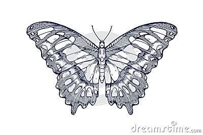 Vintage butterfly drawing in retro style. Black and white engraved siproeta stelenes, ink sketch, etching, woodcut Vector Illustration