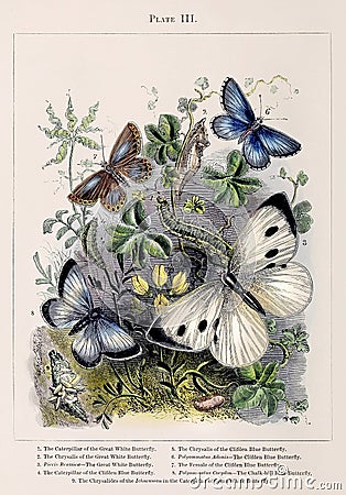 Vintage Butterfly illustration Cartoon Illustration
