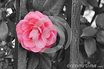 Vintage camellia Stock Photo