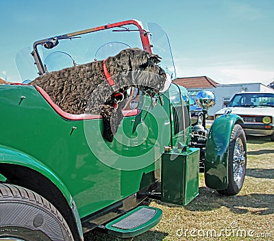 Vintage car dog doggy ride convertible classic cars vehicles open top show passenger Stock Photo