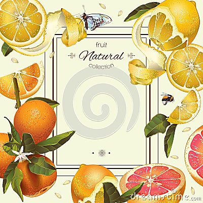 Vintage citrus frame Vector Illustration