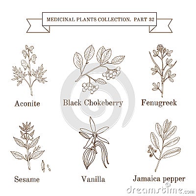Vintage collection of hand drawn medical herbs and plants, aconite, black chokeberry, fenugreek, sesame, vanilla Vector Illustration