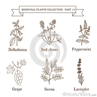 Vintage collection of hand drawn medical herbs and plants, belladonna, red clover, peppermint, grape, senna, lavender Vector Illustration