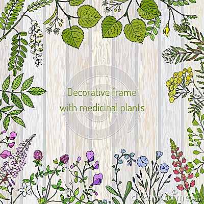 Vintage collection of hand drawn medical herbs and plants Vector Illustration