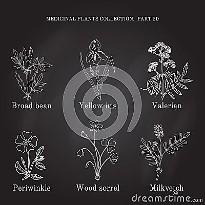 Vintage collection of hand drawn medical herbs and plants, broad bean, yellow iris, valerian, periwinkle, wood sorrel Vector Illustration