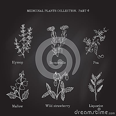 Vintage collection of hand drawn medical herbs and plants hyssop, immortelle, pea, mallow, wild, strawberry, liquorice Vector Illustration