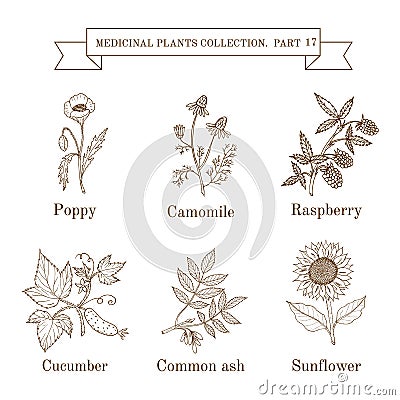 Vintage collection of hand drawn medical herbs and plants, poppy, camomile, raspberry, cucumber, common ash, sunflower Vector Illustration