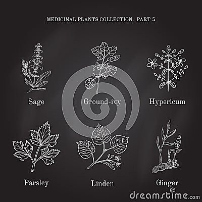 Vintage collection of hand drawn medical herbs and plants sage, ground-ivy, hypericum, parsley, linden, ginger Vector Illustration