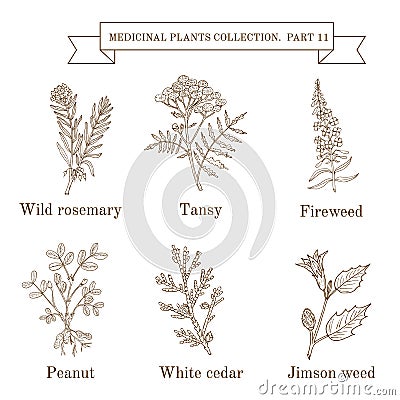 Vintage collection of hand drawn medical herbs and plants, wild rosemary, tansy, fireweed, peanut, white cedar, jimson Vector Illustration