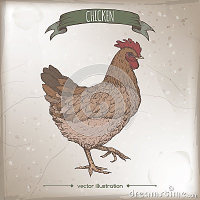Vintage color label with live domestic chicken sketch. Vector Illustration