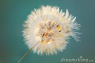 Vintage color and Soft focus of close up Flowers Grass for background Stock Photo