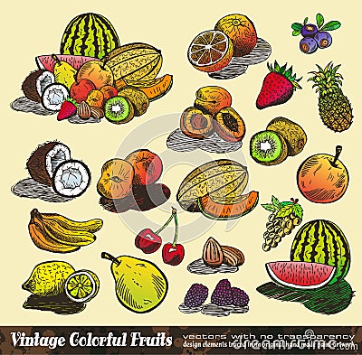 Vintage Colorful Fruits Collection Vector Illustration