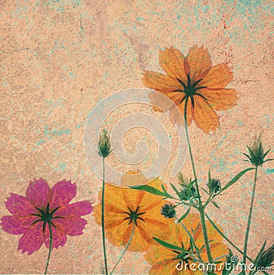 Vintage cosmos flower on cement textured background Stock Photo