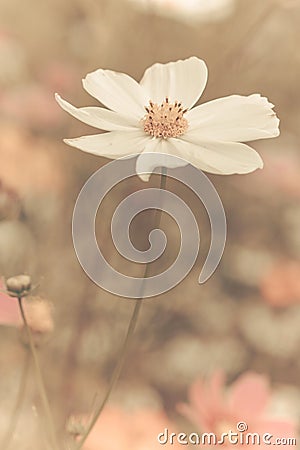 Vintage Cosmos flowers Stock Photo