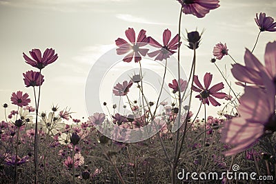 Vintage Cosmos flowers in sunset time Stock Photo