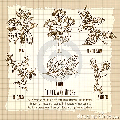 Vintage culinary herbs information poster design Vector Illustration