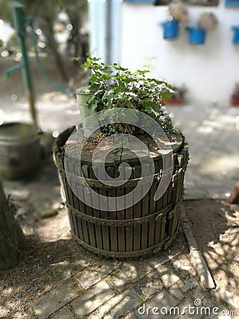 Vintage details Plant on the barrel Stock Photo