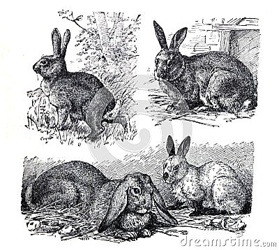 Vintage different rabbits collage / Antique engraved illustration from from La Rousse XX Sciele Cartoon Illustration