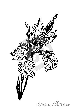 Vintage drawing beautiful flower iris hand drawn ink illustration Vector Illustration