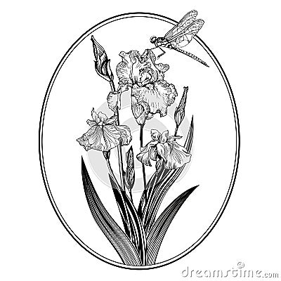 Vintage elegant flowers. Black and white vector illustration. Iris flower. Botany. Vector Illustration