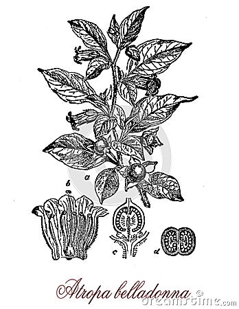 Botanical vintage engraving of Belladonna or deadly nightshade Stock Photo