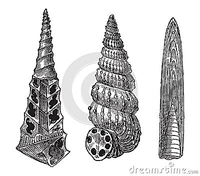 Vintage engraving of gastropods Vector Illustration