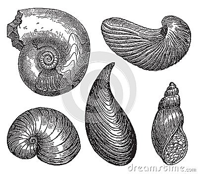 Vintage engraving of gastropods Vector Illustration