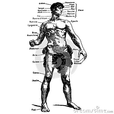 Vintage engraving of a male body medical graphic Vector Illustration
