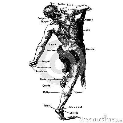 Vintage engraving of a male body medical graphic Vector Illustration