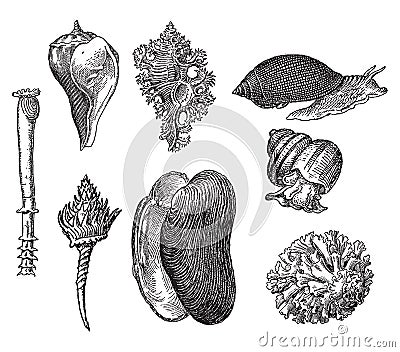 Vintage engraving of gastropods Vector Illustration