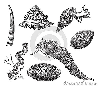 Vintage engraving of gastropods Vector Illustration