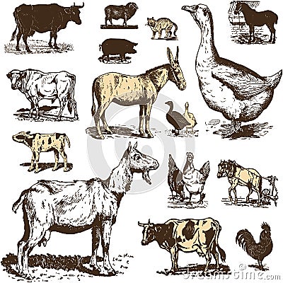 Vintage farm animals drawings set. Vector EPS10 Vector Illustration