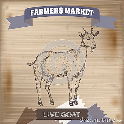 Vintage farmers market label with live goat. Vector Illustration