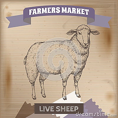 Vintage farmers market label with live sheep. Vector Illustration