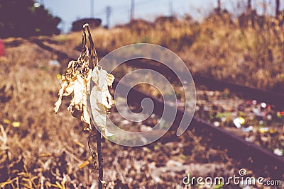 Vintage filter:Dried yellow plant and leaf at railway Stock Photo