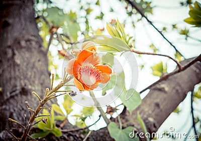 Vintage filter : Looking up through Cannonball leaf with pagoda Stock Photo