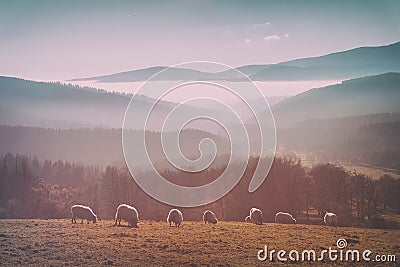 Vintage flock of sheep Stock Photo