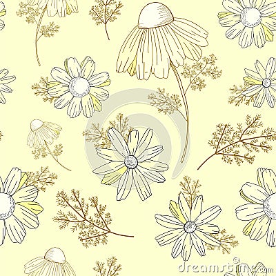 Vintage floral pattern. Wildflowers pattern. Old Texura. beige background, white flowers. Adonis, Echinacea, Chamomile. Vector Vector Illustration