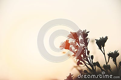 Vintage flower silhouette on sunset or sunrise nature Stock Photo