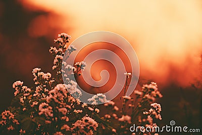 Vintage flower silhouette on sunset sunrise nature background Stock Photo