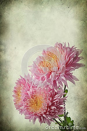 Vintage flowers Stock Photo