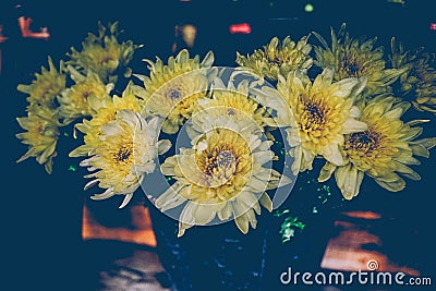 Vintage flowers blooming,yellows flowers Stock Photo