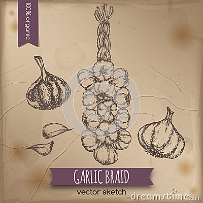 Vintage garlic braid template Vector Illustration