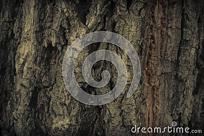 Vintage grunge wood bark texture,surface background Stock Photo