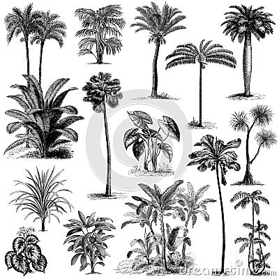 Vintage hand drawn palm trees set 2 Vector Illustration