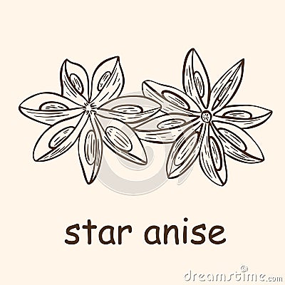 Vintage hand engraved star anise seasoning. Vector Illustration