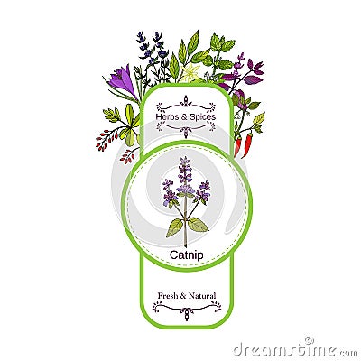 Vintage herbs and spices label collection. Catnip Vector Illustration